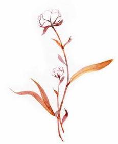 关于花季节最新爆料的文案,揭秘最新花季节秘闻大揭秘 第3张 关于花季节最新爆料的文案,揭秘最新花季节秘闻大揭秘 第3张